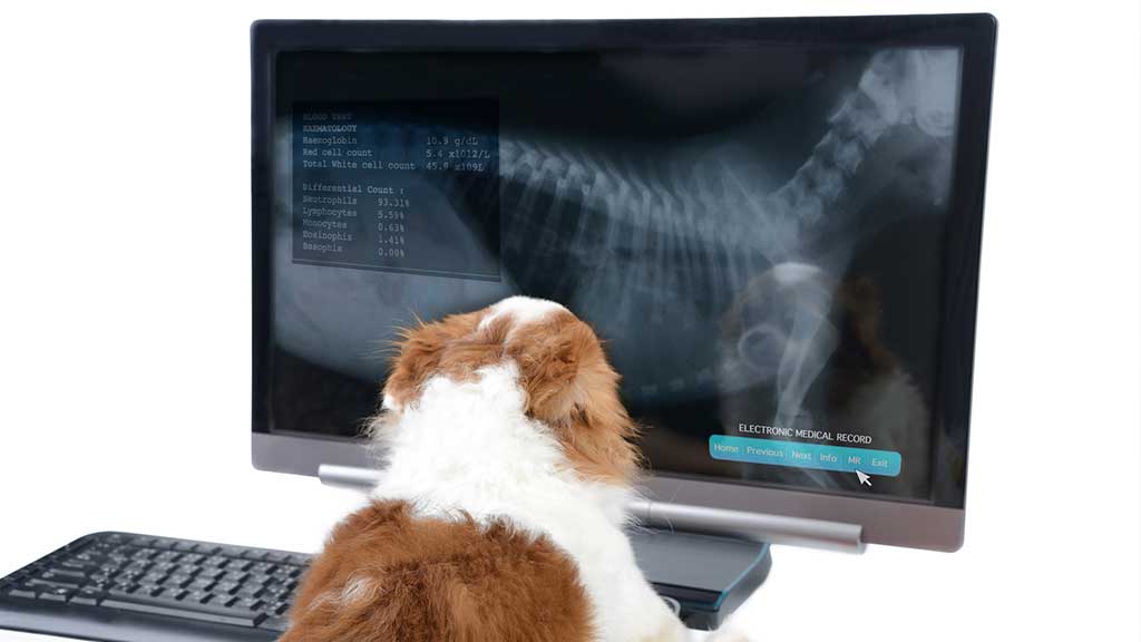 Radiology for pets